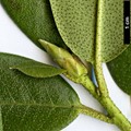 SpeciesSub: var. heliolepis